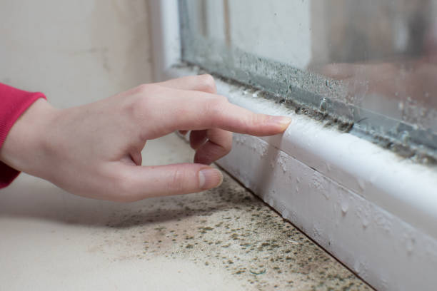 Best Emergency Mold Remediation  in Bodfish, CA